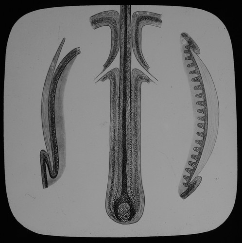 Magic lantern slide human - lantern,